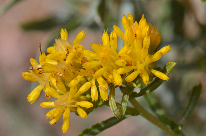 Rusby's Goldenbush has Yellow disk florets only; numerous flower heads (20 plus) on tips of stems; fruit a cypsela. Isocoma rusbyi